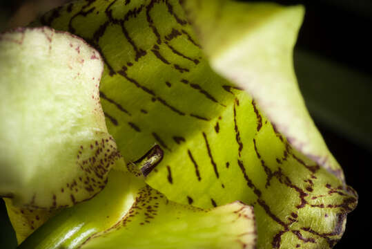 Image of Bulbophyllum arfakianum Kraenzl.