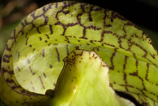 Image of Bulbophyllum arfakianum Kraenzl.