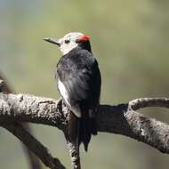 Image of White-headed Woodpecker