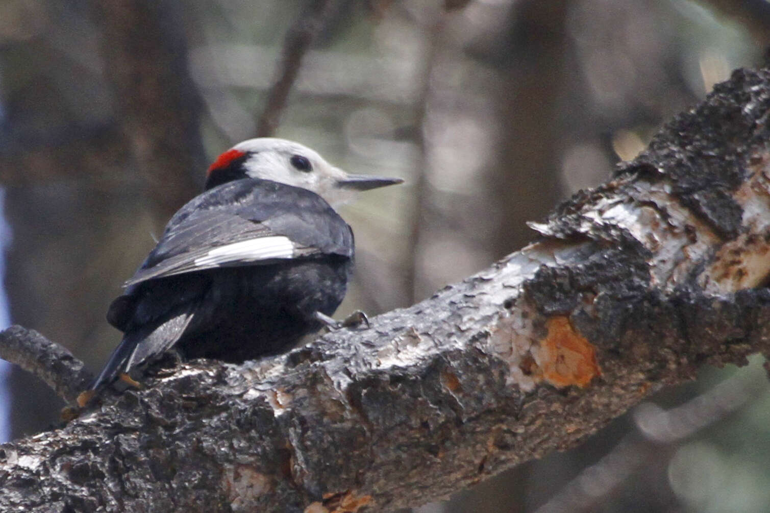 Image of White-headed Woodpecker