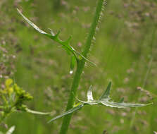 Imagem de Sisymbrium loeselii L.