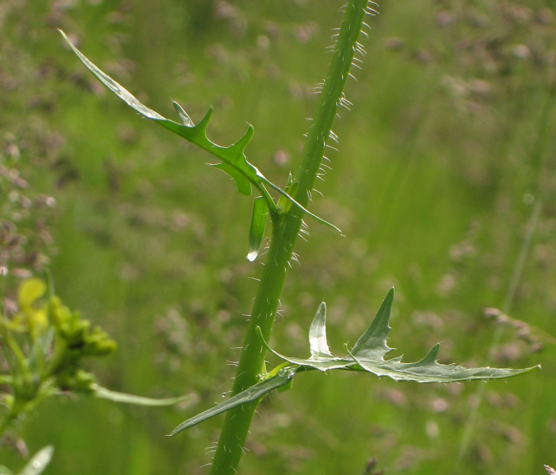 Imagem de Sisymbrium loeselii L.