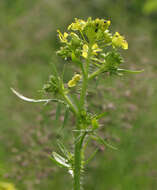 Imagem de Sisymbrium loeselii L.