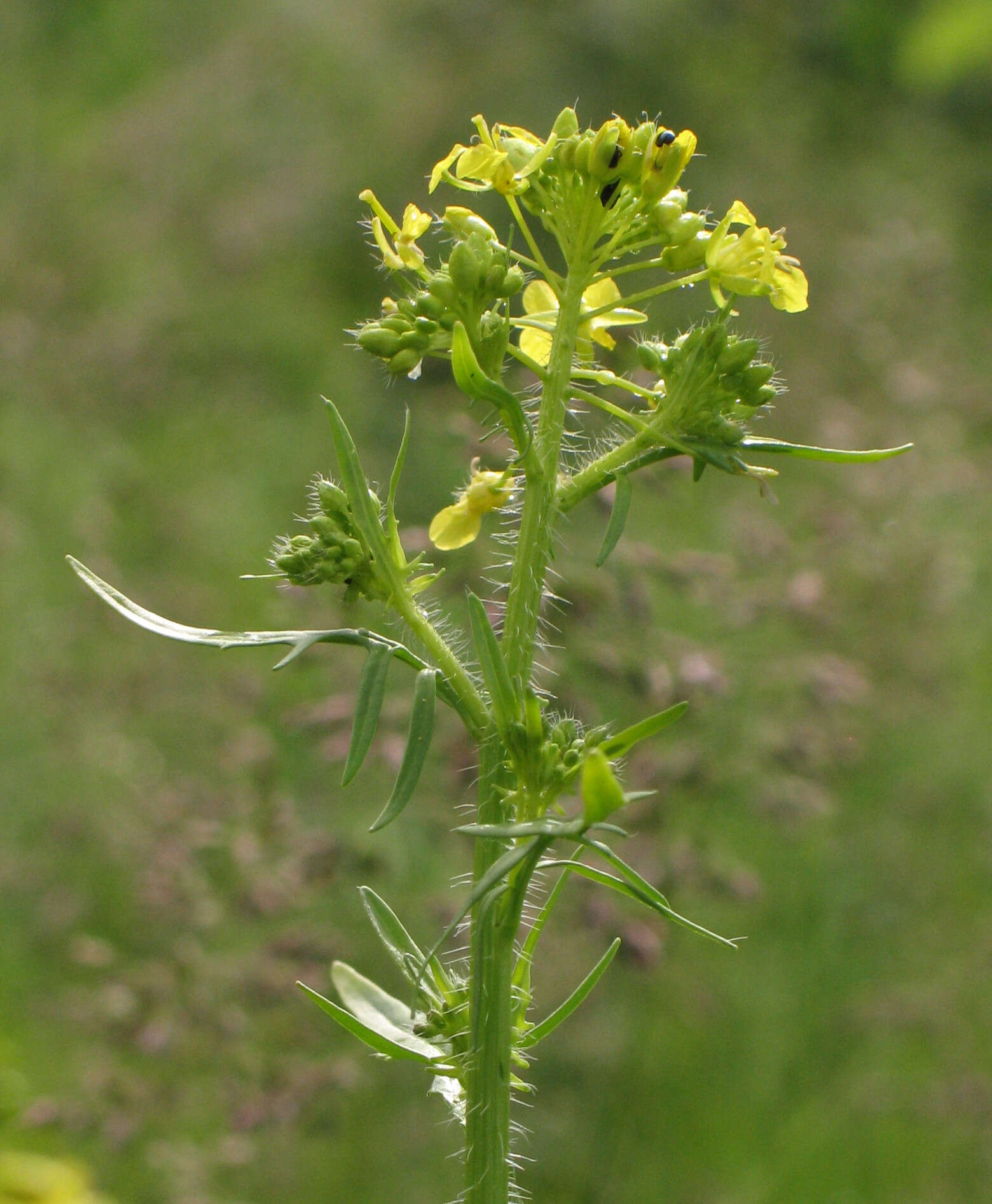 Imagem de Sisymbrium loeselii L.