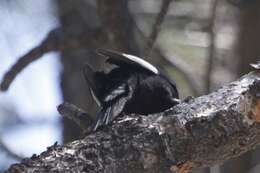 Image of White-headed Woodpecker