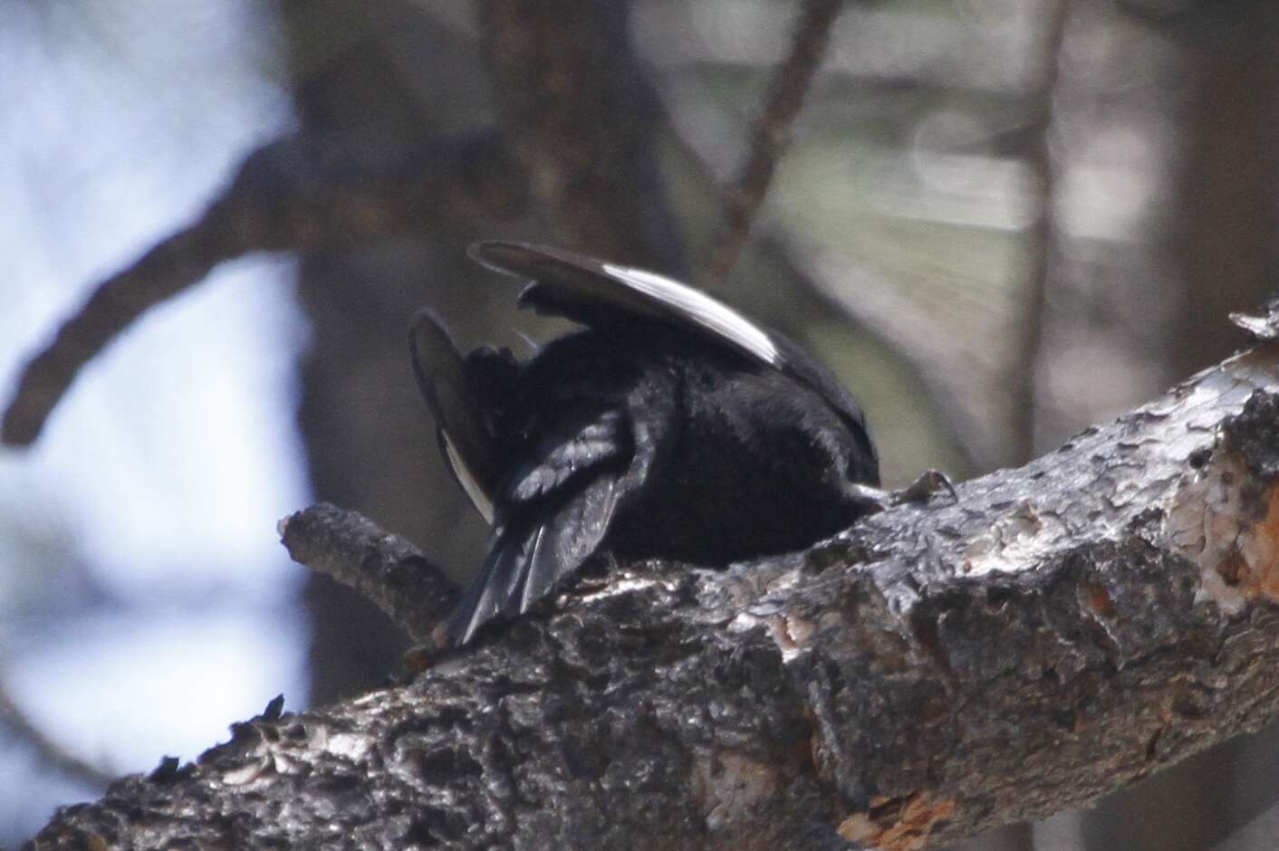 Image of White-headed Woodpecker