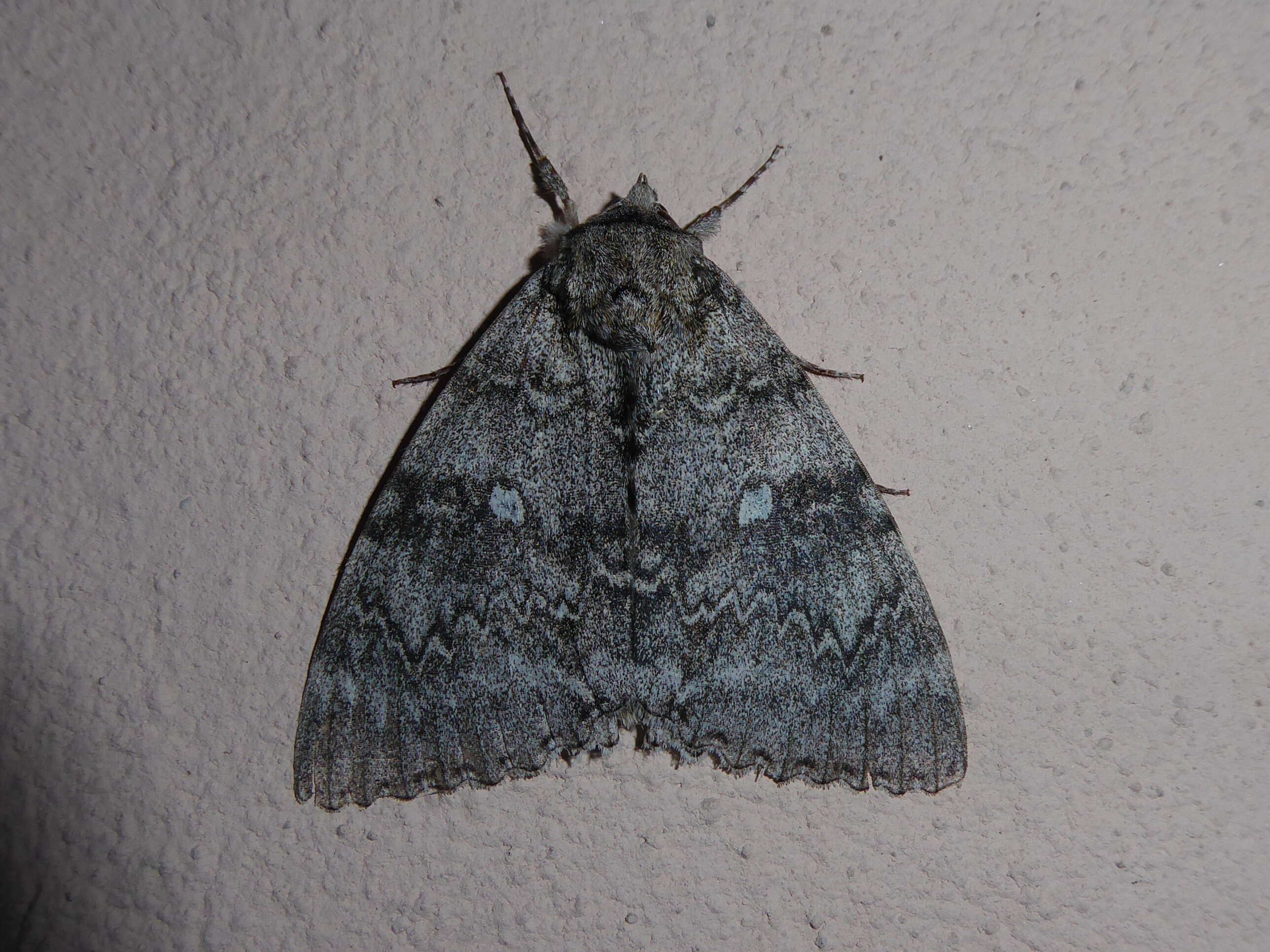 Image of clifden nonpareil