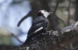 Image of White-headed Woodpecker