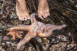 Image of Giant Pink Sea Star