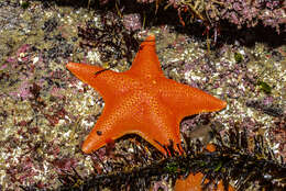 Image of Bat star