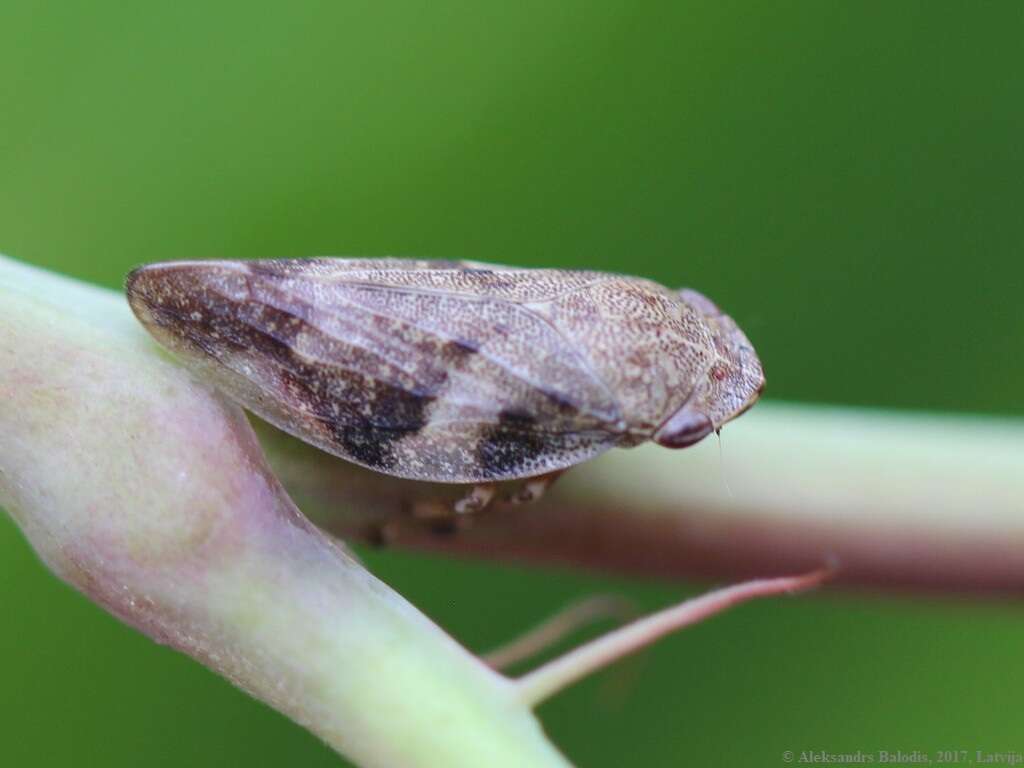 Image of European Alder Spittlebug