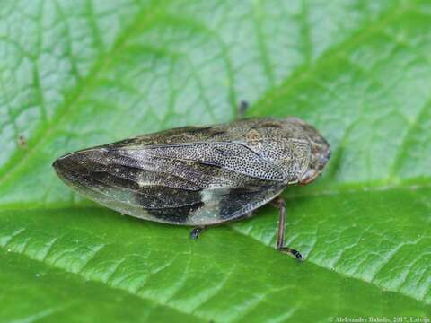 Image of European Alder Spittlebug