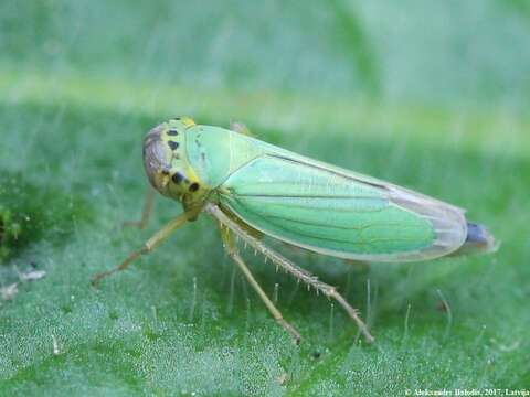 Image of Cicadella viridis (Linnaeus 1758)