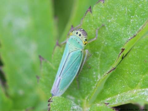 Image of Cicadella viridis (Linnaeus 1758)