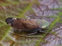 Image of Privet Leafhopper