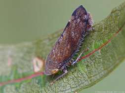 Image of Privet Leafhopper