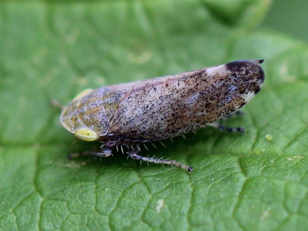 Image of Privet Leafhopper