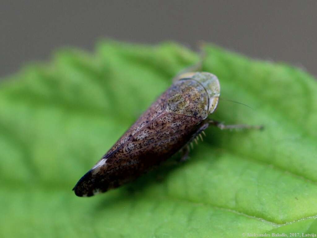 Image of Privet Leafhopper