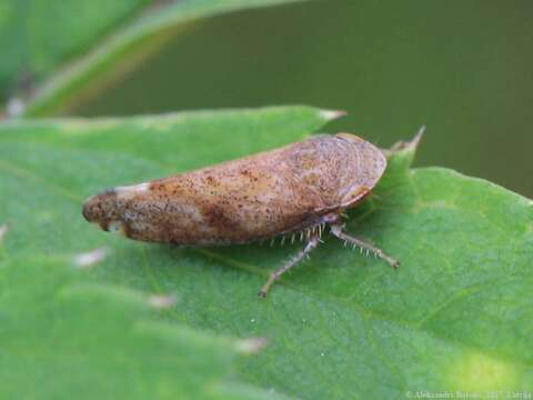 Image of Privet Leafhopper