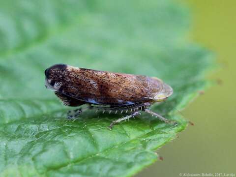 Image of Privet Leafhopper