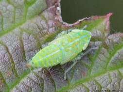 Image of Privet Leafhopper