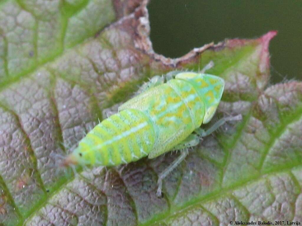 Image of Privet Leafhopper