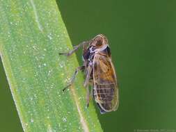 Image of Javesella (Javesella) pellucida (Fabricius 1794)