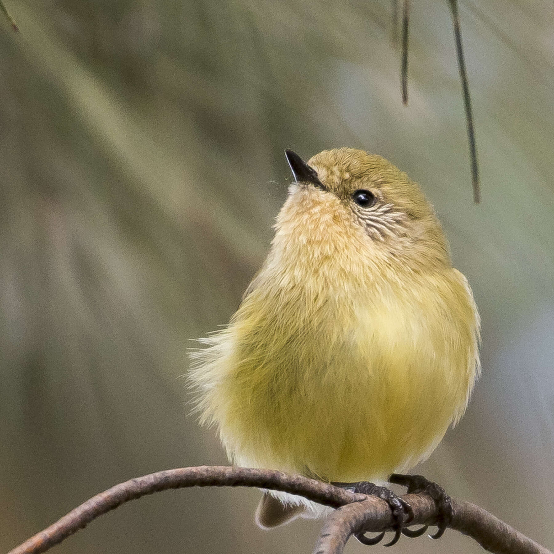 Image of Yellow Thornbill