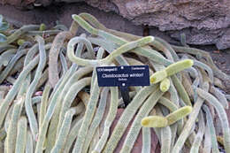 صورة Cleistocactus winteri D. R. Hunt