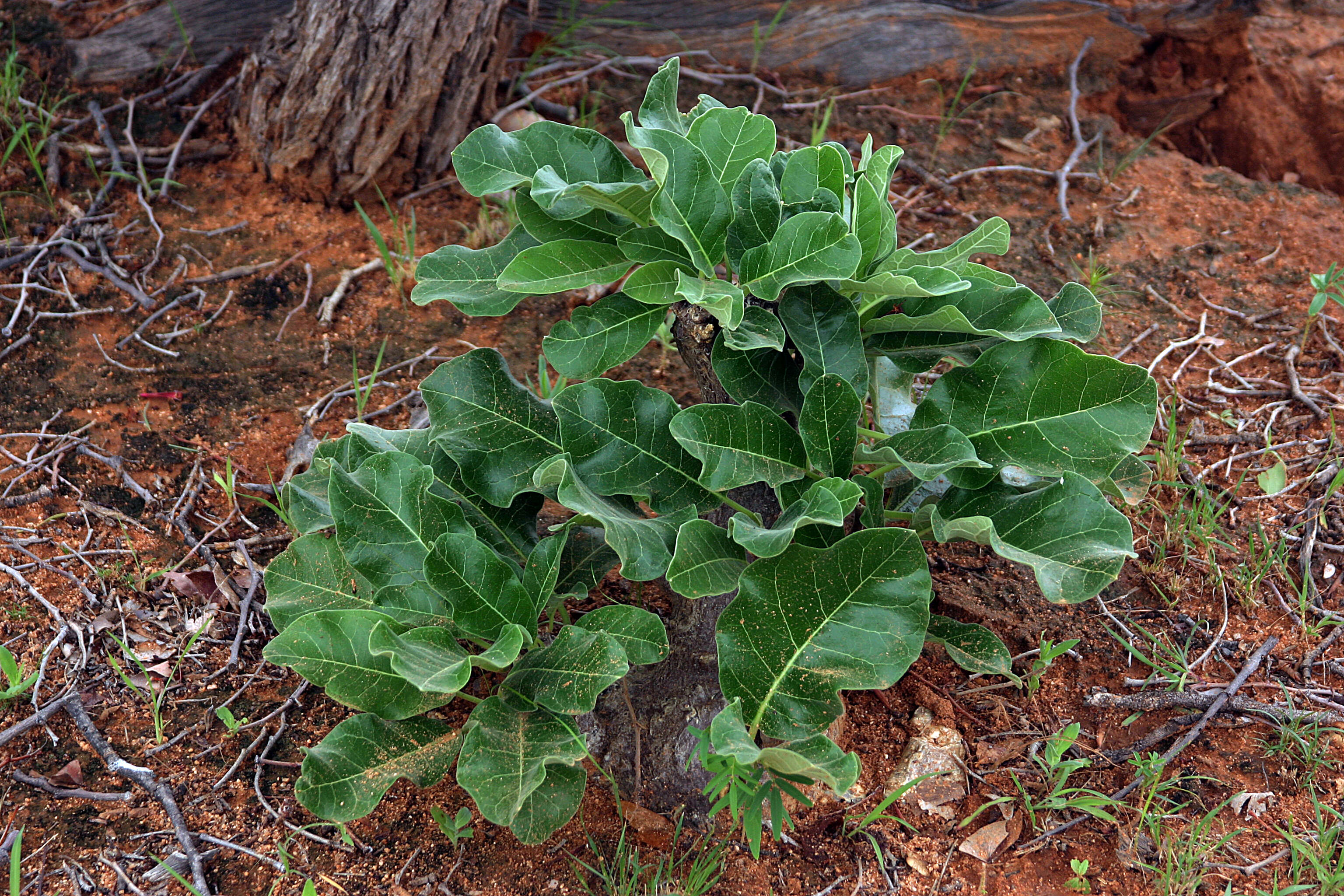 Image de Fockea multiflora K. Schum.