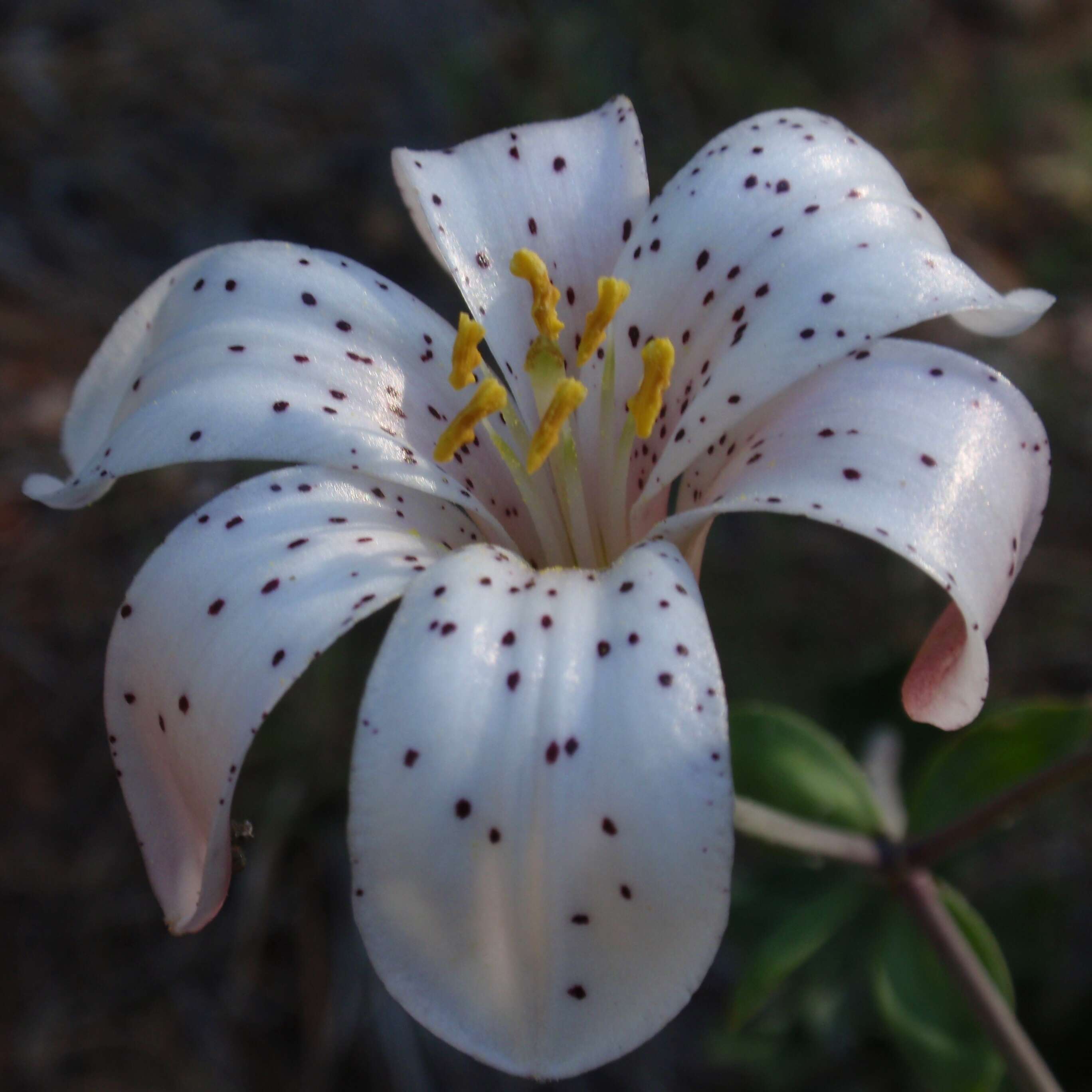 Image of Washington lily