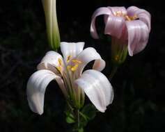 Image of Washington lily