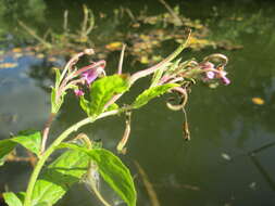 Image of Great Willowherb