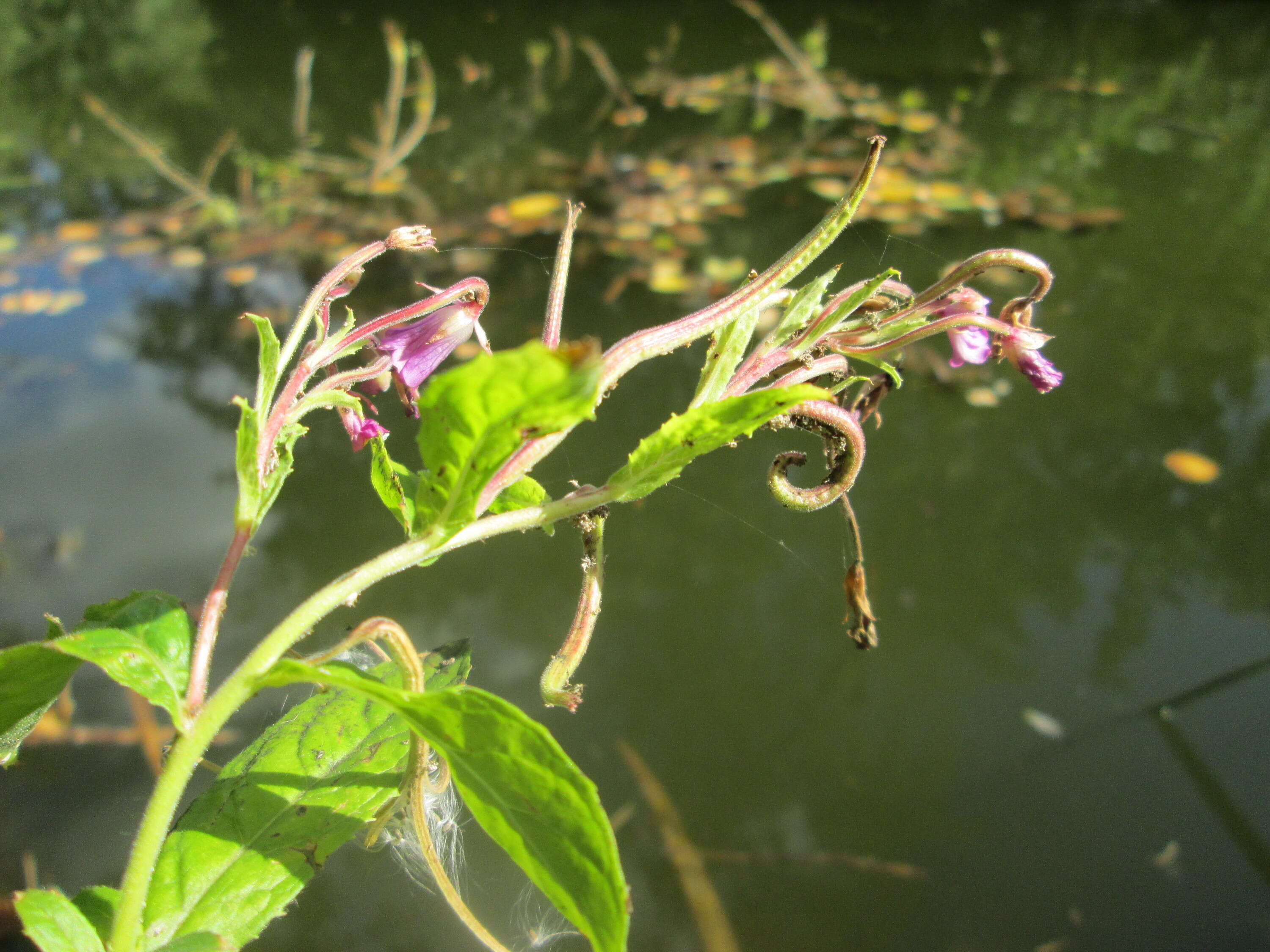 Image of Great Willowherb