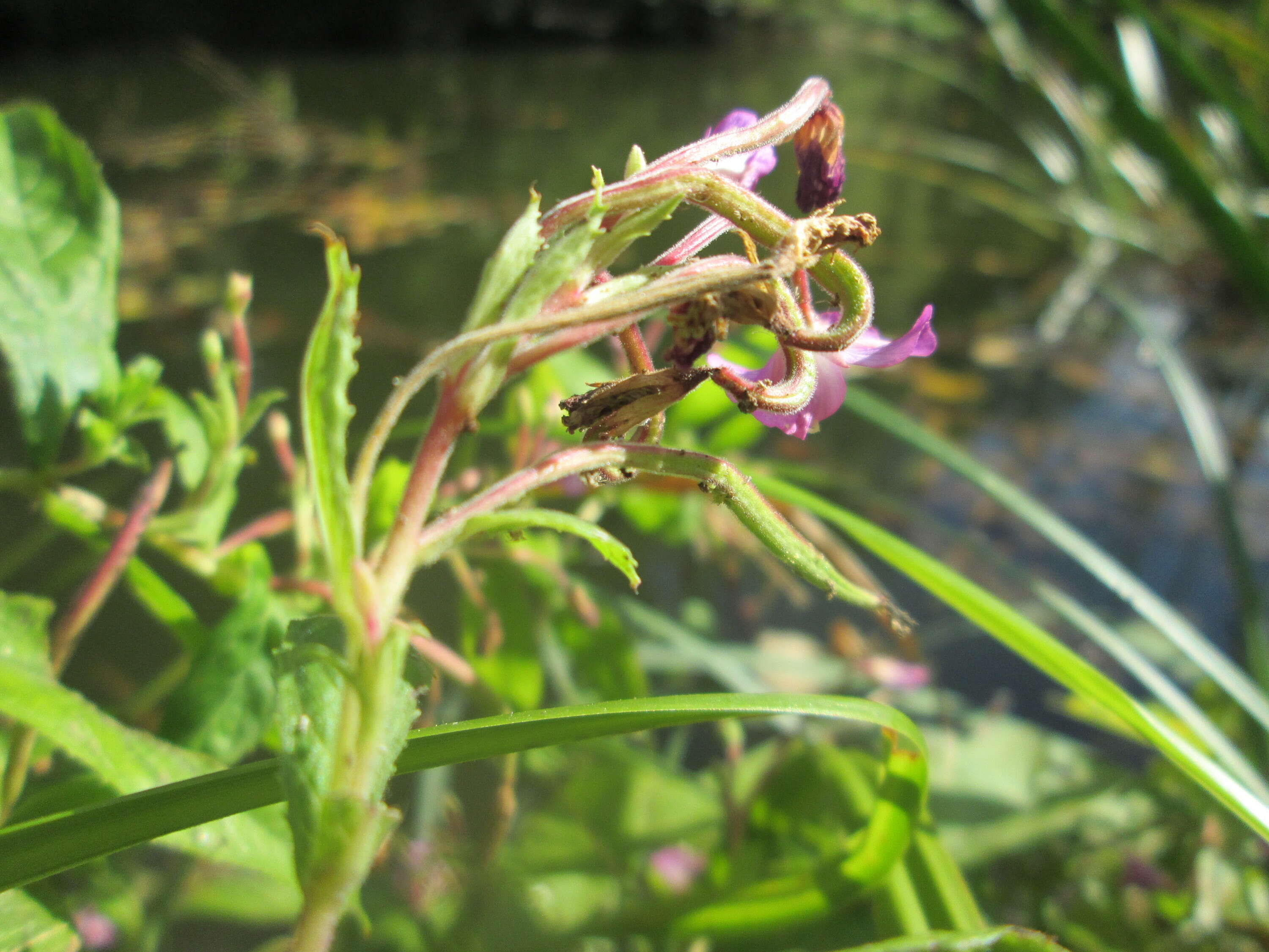 Image of Great Willowherb