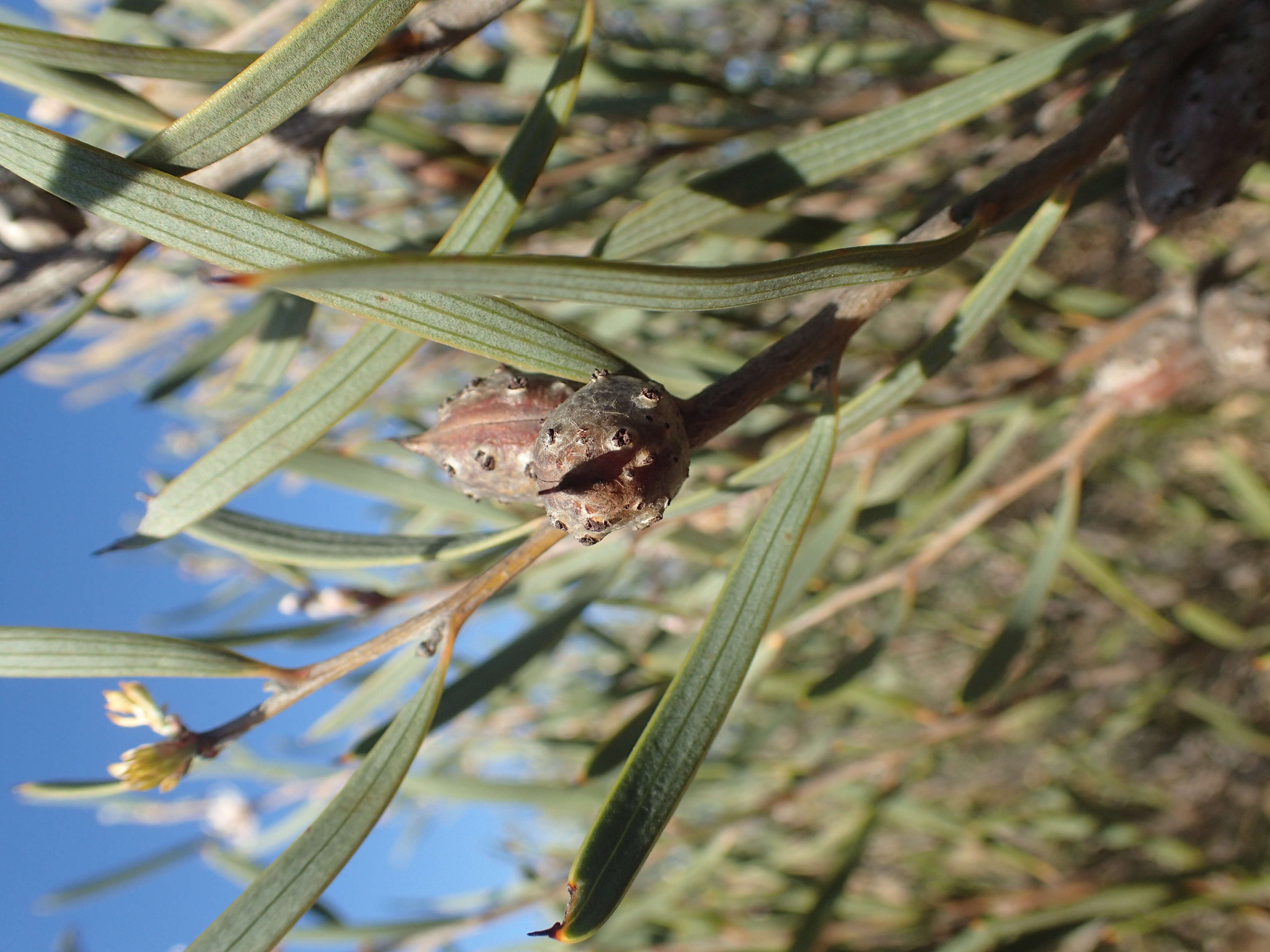 Image de Hakea erecta B. Lamont