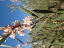 Image de Hakea erecta B. Lamont