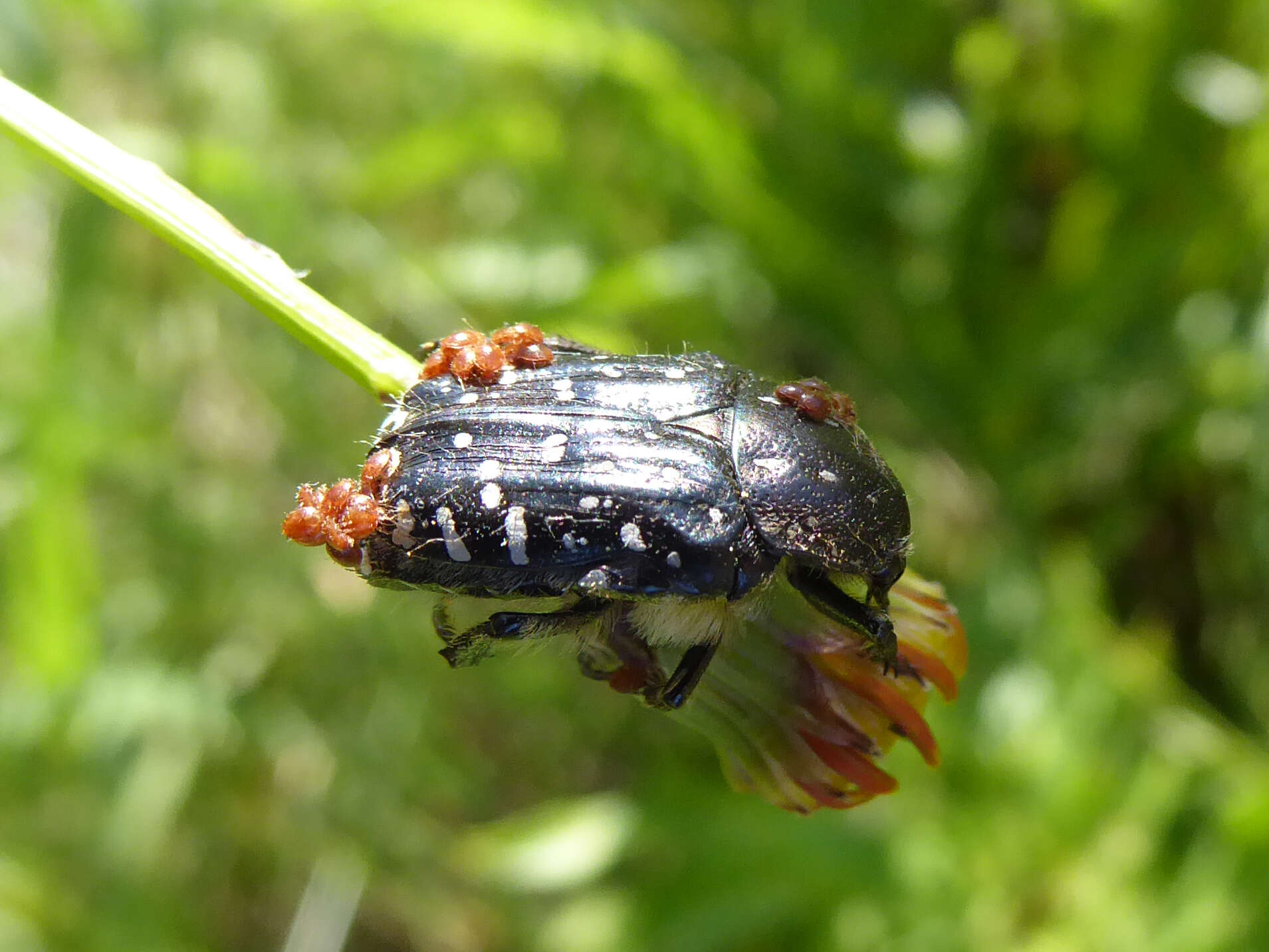 Image of Oxythyrea funesta (Poda 1761)