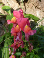 Plancia ëd Antirrhinum majus L.