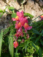 Image of garden snapdragon