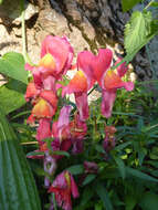 Image of garden snapdragon