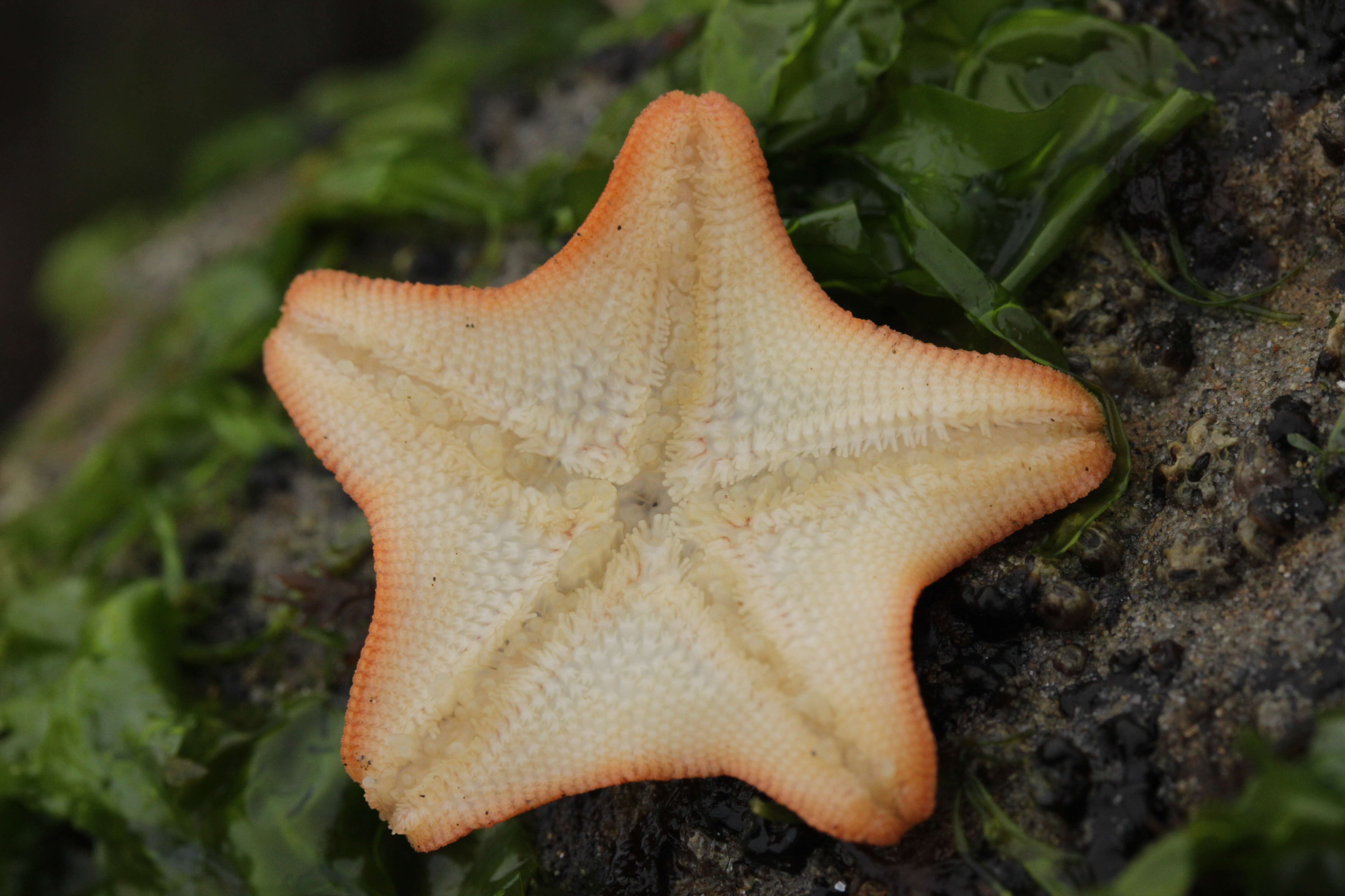 Image of Bat star