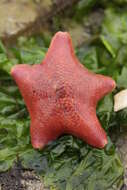 Image of Bat star