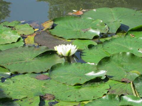 Image of European white waterlily