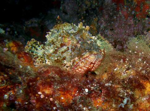 Image of Marbled coral-cod