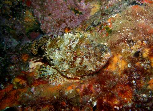 Image of Marbled coral-cod