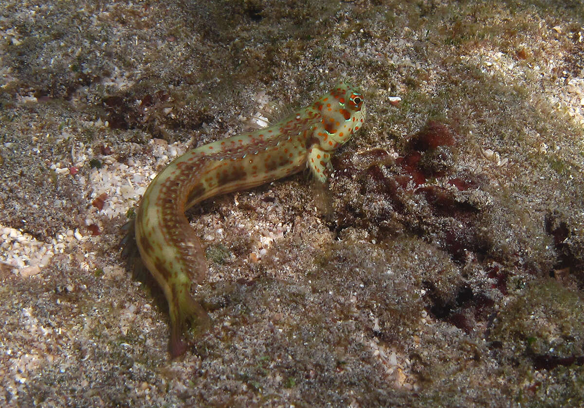 Image of Orange-spotted Blenny