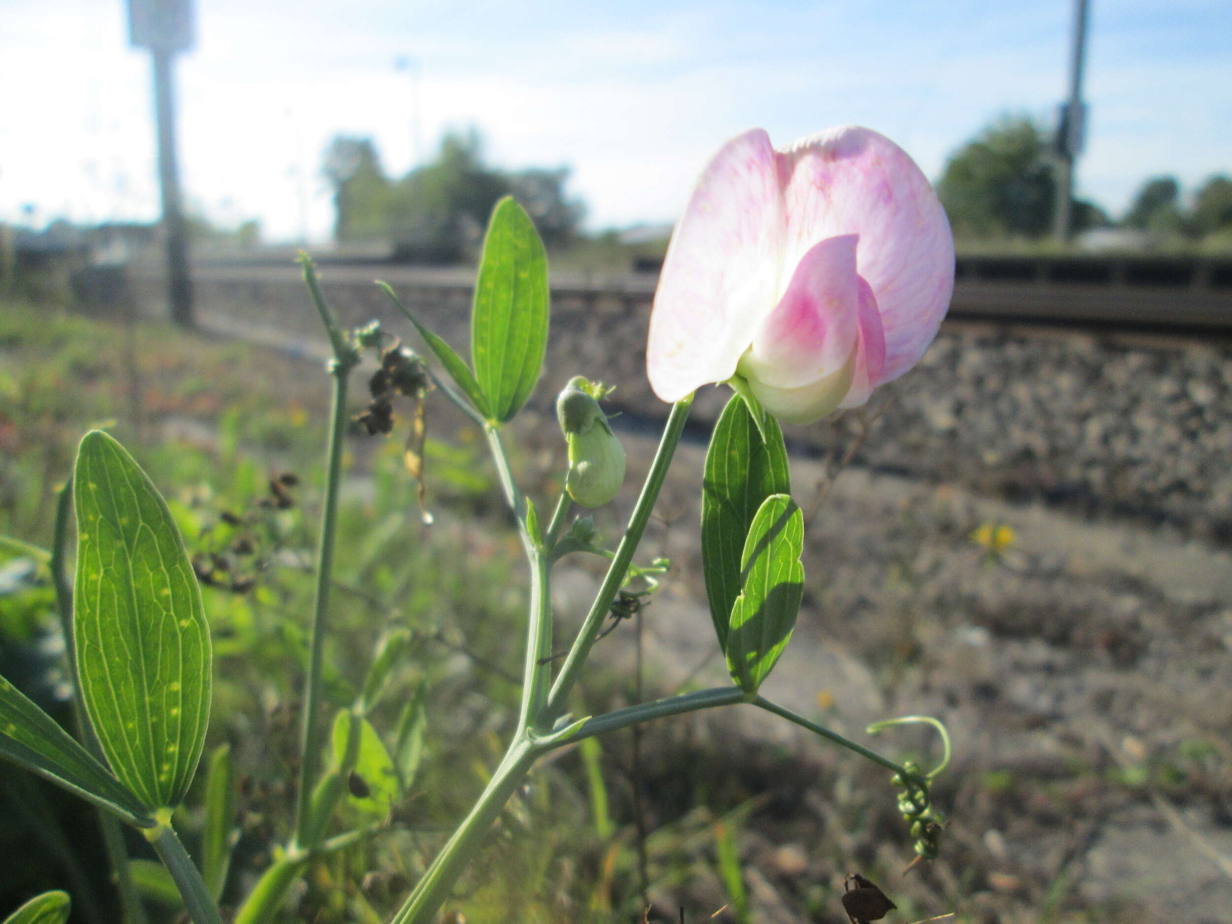 Image of Everlasting pea