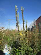 Image of Great Mullein