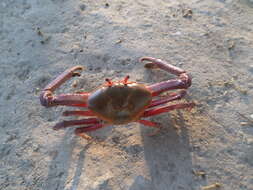 Image of fiddler crabs and ghost crabs